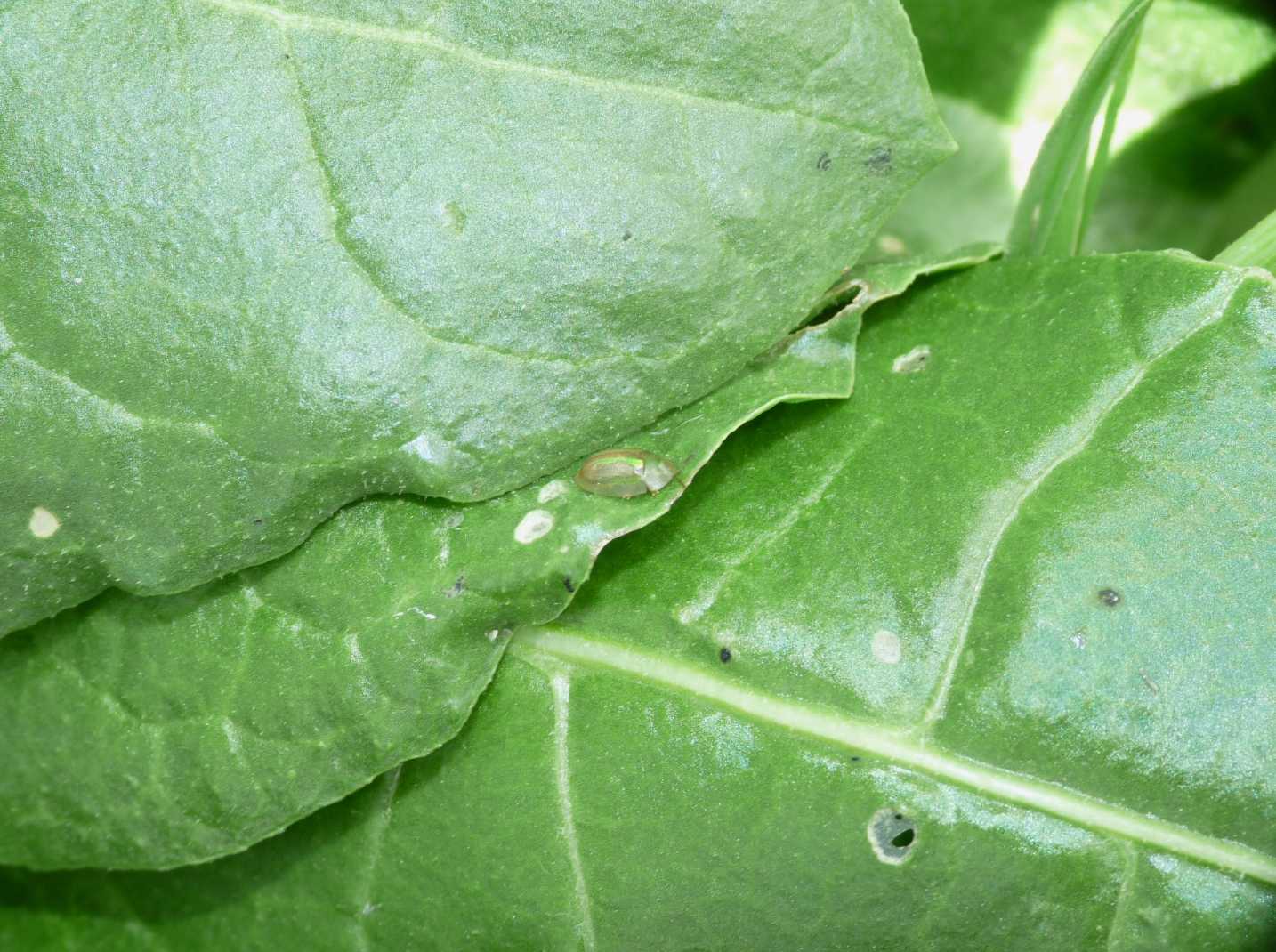 Cassida vittata